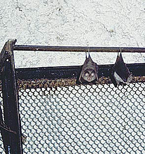 Pippistrelli / Bats