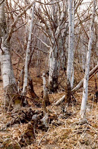 Faggeta sul Monte Antola/Beeches on Monte Antola