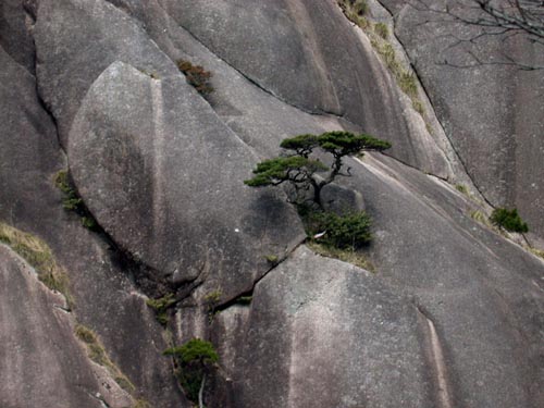 Huangshan pine