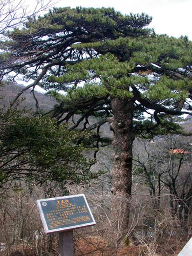 Black Tiger Pine 	Tree