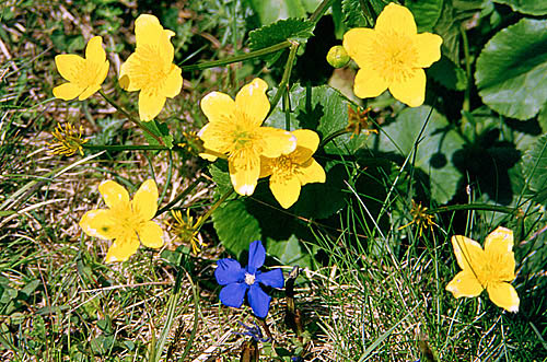 	Mountains flowers