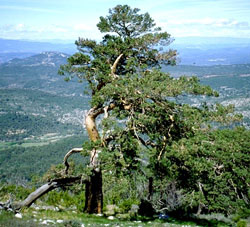 climbing toward Sainte Victoire top