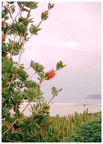 Coronado beach