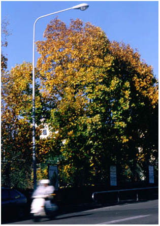 Albero dei tulipani - Tulip tree