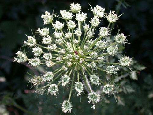 Carota selvatica