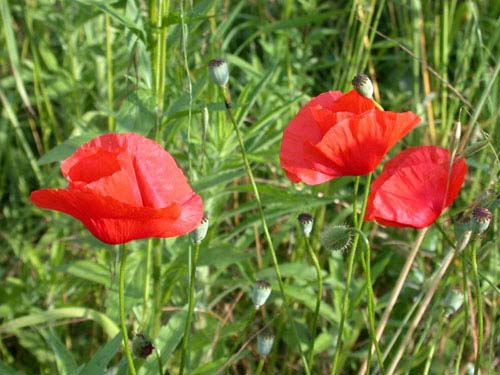 Papaver rhoeas