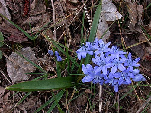 Scilla bifolia